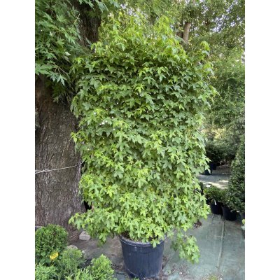 Саджанці купити Ліквідамбар смолоносний (Liquidambar styraciflua) шпалера / Н 200х120 см / контейнер 100 L