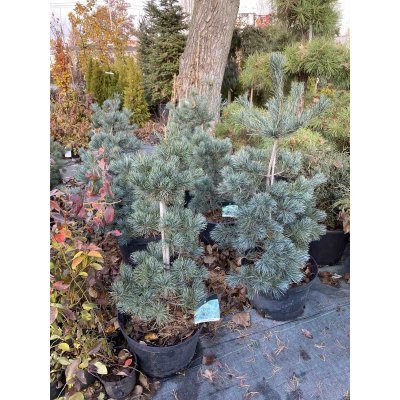 Саджанці купити Сосна дрібноквіткова (Pinus parviflora) "Tempelhof"/Н 90-120 см/контейнер