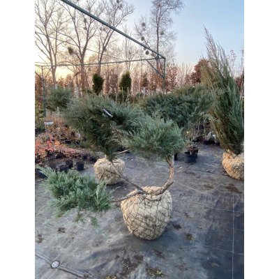 Саджанці купити Ялівець віргінський (Juniperus virginiana) "Grey owl" ниваки/ ком