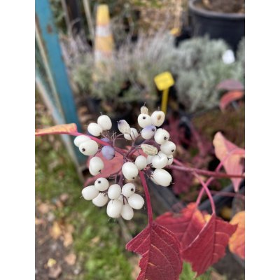 Саджанці купити Дерен білий (Cornus alba) "Siberian Pearls"/H 80-100 см/контейнер С7.5 L