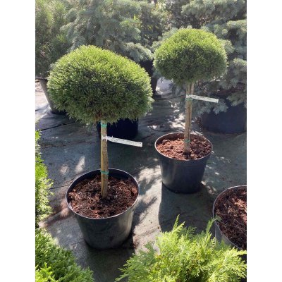 Саджанці купити Сосна гірська (Pinus mugo) "Mops"/Stam 40-60 см/контейнер С15