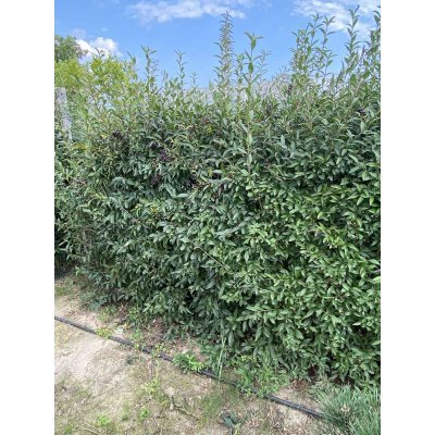 Саджанці купити Бірючина звичайна (Ligustrum vulgare) "Atrovirens" / Н 160см+/ком