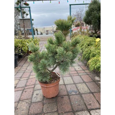 Саджанці купити Сосна дрібноквіткова (Pinus parviflora) "Shizukagoten"/Н  80 см/контейнер C 25 L