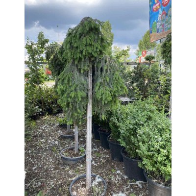 Саджанці купити Ялина звичайна (Picea abies) "Formanek" / Stam 100-120 см / контейнер С30 L