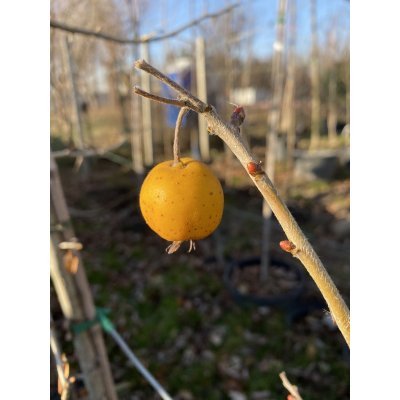 Саджанці купити Глід точковий (Crataegus punctata) "Aurea"/H150-220 см/контейнер С7.5 L