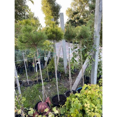Саджанці купити Сосна гірська (Pinus mugo) "Ophir" / Stam 100-120 см / контейнер