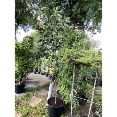 Саджанці купити Магнолія (Magnolia) "Black Tulip" /Н 250 см/ контейнер C12 L