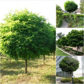 Робінія псевдоакація (Robinia pseudoacacia) "Umbraculifera" / Stam 180 см / АЛЕ 27 см / ком