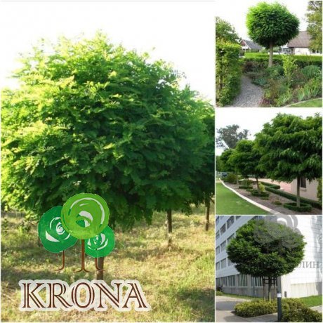 Саджанці купити Робінія псевдоакація (Robinia pseudoacacia) "Umbraculifera" / Stam 180 см / АЛЕ 27 см / ком