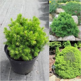 Ялина канадська (Picea glauca) "Alberta Globe" / контейнер С5 L