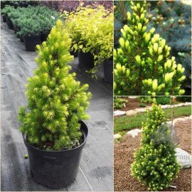 Ялина канадська (Picea glauca) "Rainbow's End" / Н 30-40 см / контейнер С3 L