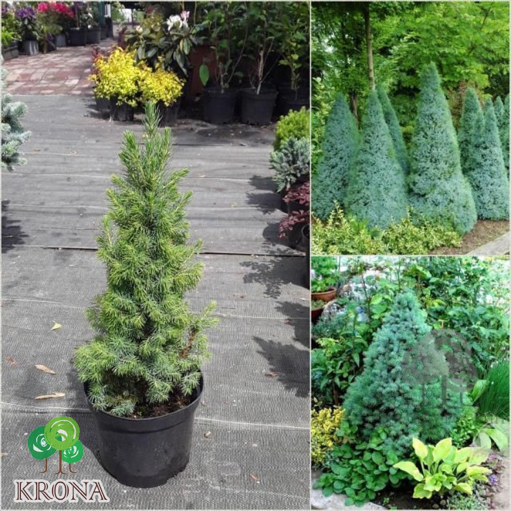 Саджанці купити Ялина канадська (Picea glauca) "Sanders Blue" / Н 30 см / контейнер C3 L