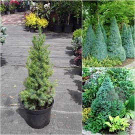 Ялина канадська (Picea glauca) "Sanders Blue" / Н 30 см / контейнер C3 L