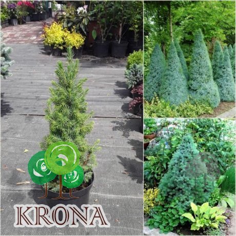 Саджанці купити Ялина канадська (Picea glauca) "Sanders Blue" / Н 30 см / контейнер C3 L