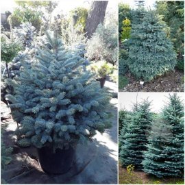 Ялина колюча блакитна "Super Blue Seedling" / H 100-125 см/ ком
