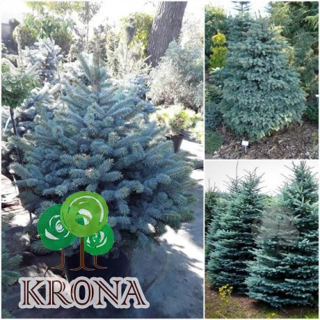 Саджанці купити Ялина колюча блакитна "Super Blue Seedling" / H 100-125 см/ ком