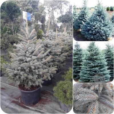 Саджанці купити Ялина колюча блакитна "Super Blue Seedling" / H 100-125 см/ ком