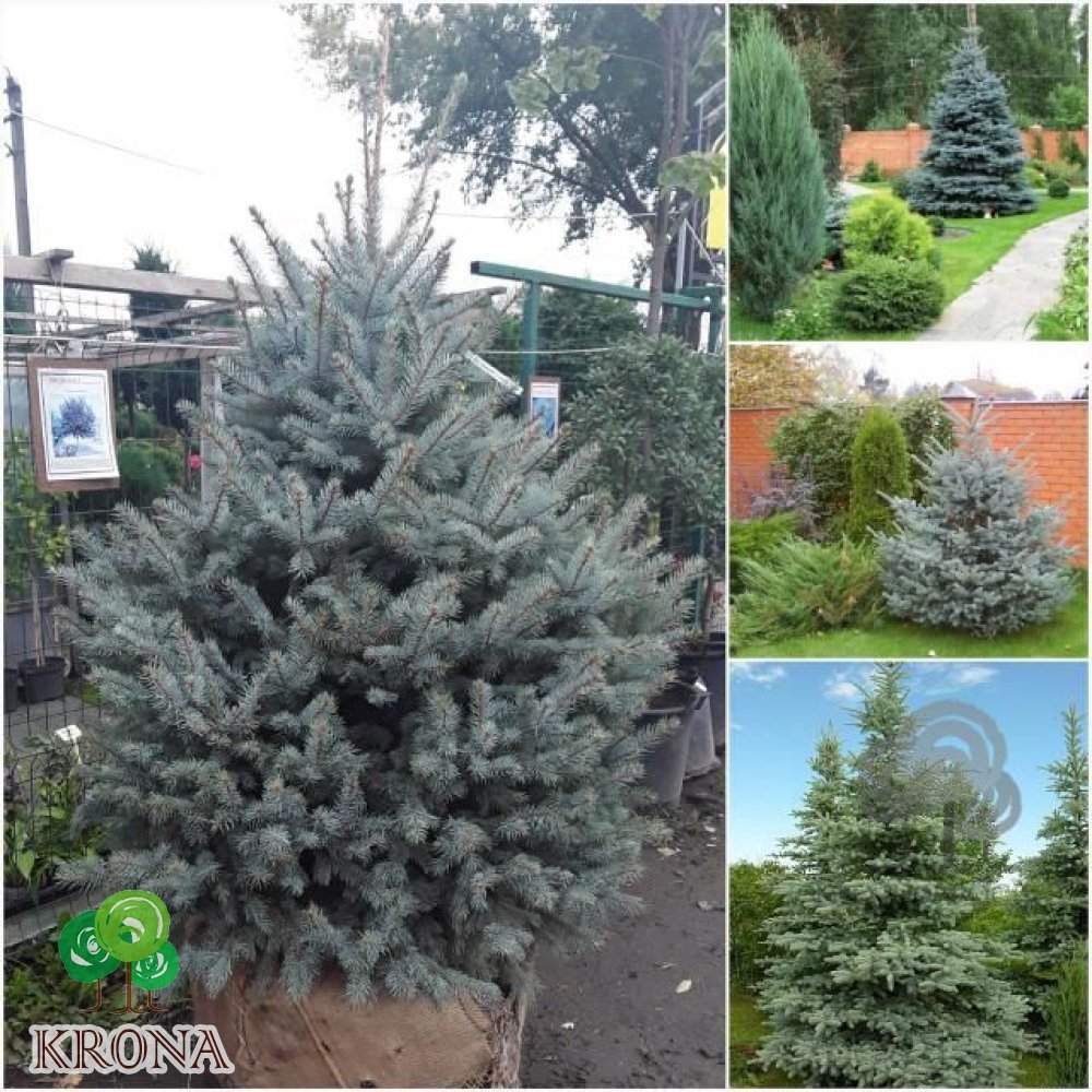 Саджанці купити Ялина колюча (Picea Pungens) блакитна "Kaibab" / H 180-200 см / ком