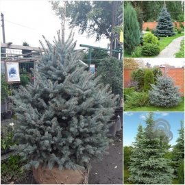 Ялина колюча (Picea Pungens) блакитна "Kaibab" / H 180-200 см / ком