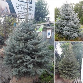 Ялина колюча (Picea Pungens) блакитна "Kaibab" /H 230+ см/ ком Ялина колюча (Picea Pungens) блакитна "Kaibab" /H 230+ см/ ком