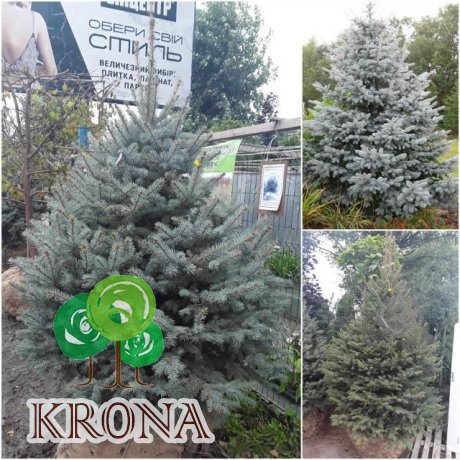 Саджанці купити Ялина колюча (Picea Pungens) блакитна "Kaibab" /H 230+ см/ ком
