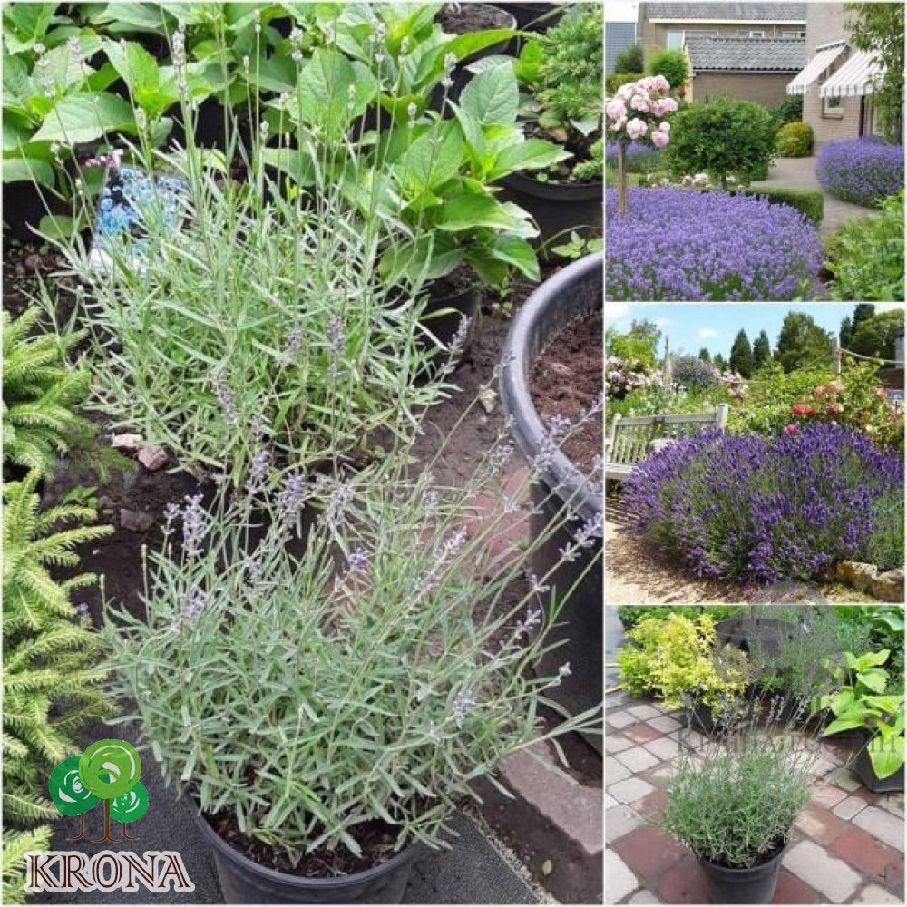 Саджанці купити Лаванда вузьколиста (Lavandula angustifolia) / контейнер С3 L