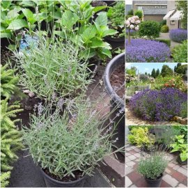 Лаванда вузьколиста (Lavandula angustifolia) / контейнер С3 L