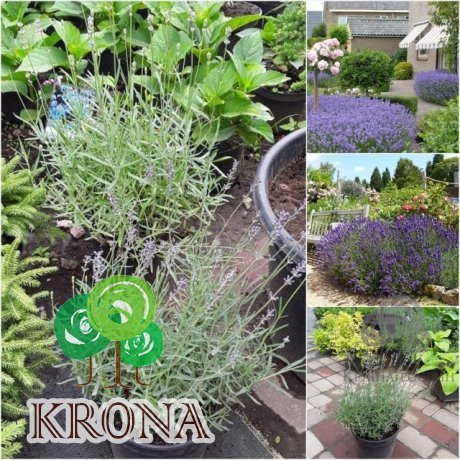 Саджанці купити Лаванда вузьколиста (Lavandula angustifolia) / контейнер С3 L