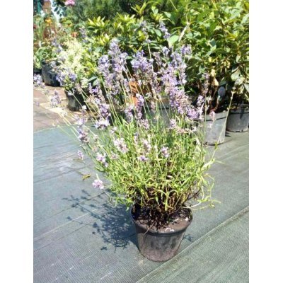 Саджанці купити Лаванда вузьколиста (Lavandula angustifolia) / контейнер С3 L