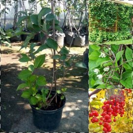 Лимонник китайський (лат. Schizandra chinensis) / контейнер С5 L