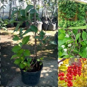 Лимонник китайський (лат. Schizandra chinensis) / контейнер С5 L