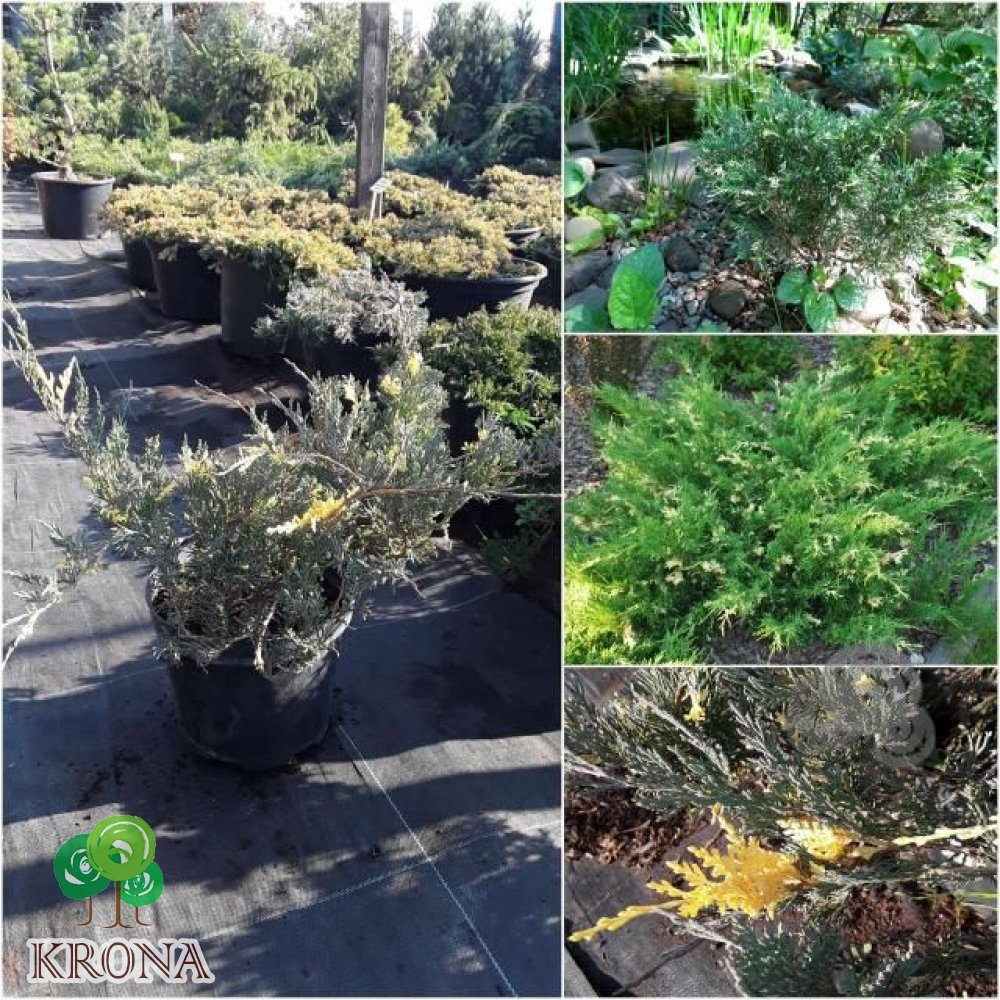 Саджанці купити Ялівець горизонтальний (Juniperus horizontalis) "Variegata"/контейнер С5 L