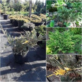 Ялівець горизонтальний (Juniperus horizontalis) "Variegata"/контейнер С5 L