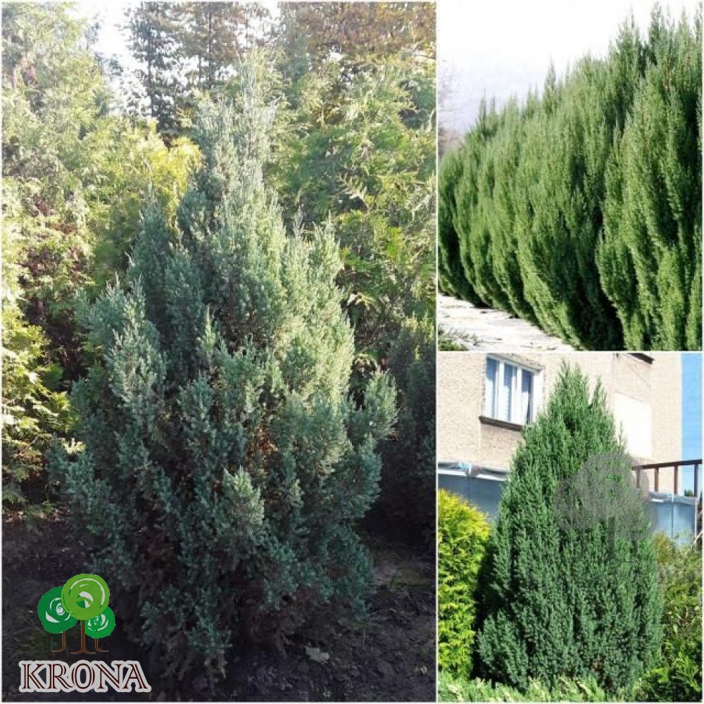 Саджанці купити Ялівець китайський (Juniperus chinensis) "Stricta" /Н 190 см/ кому