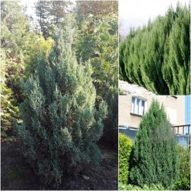 Ялівець китайський (Juniperus chinensis) "Stricta" /Н 190 см/ кому Ялівець китайський (Juniperus chinensis) "Stricta" /Н 190 см/ кому