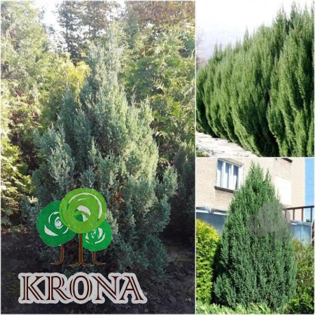Саджанці купити Ялівець китайський (Juniperus chinensis) "Stricta" /Н 190 см/ кому
