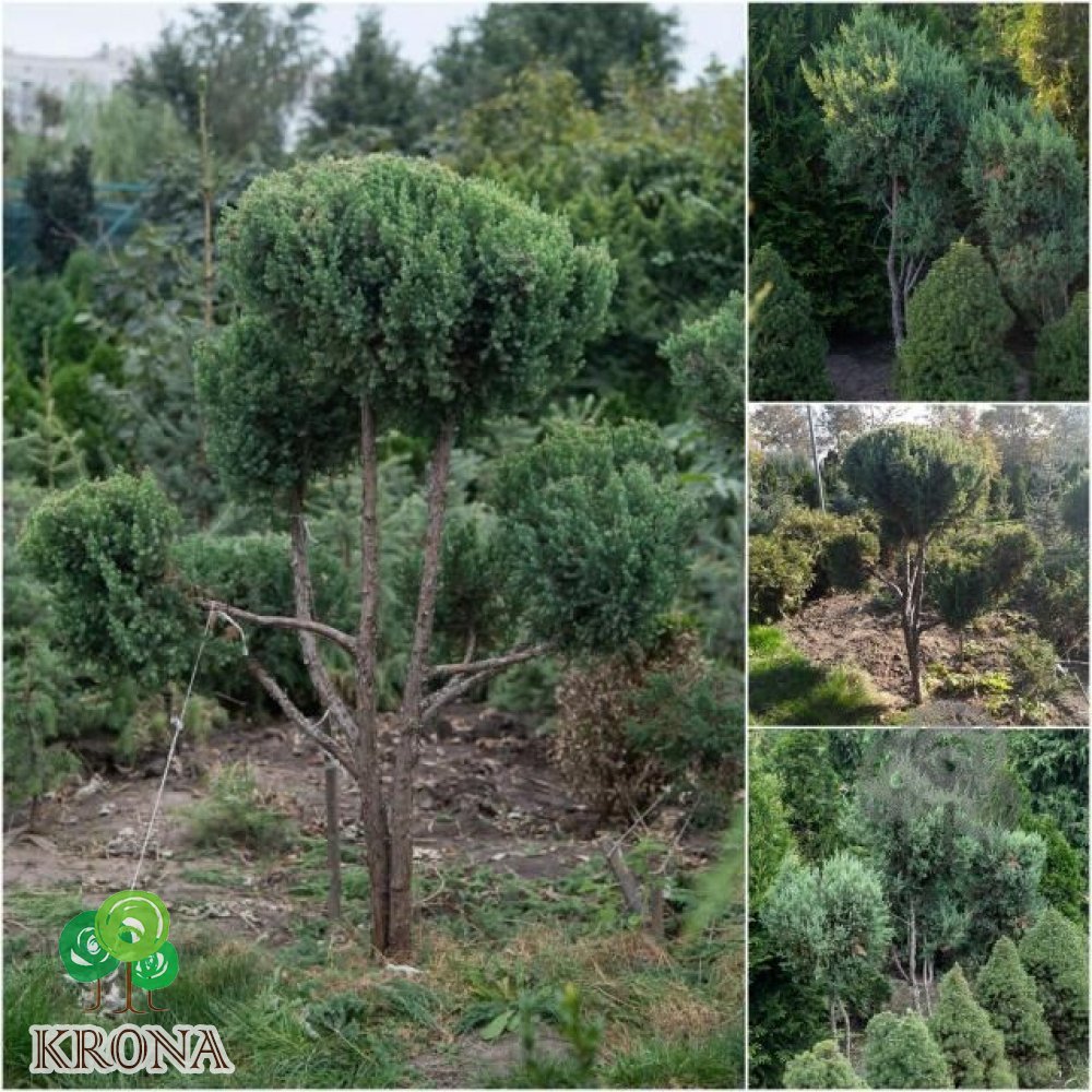 Саджанці купити Ялівець китайський (Juniperus chinensis) "Stricta" ниваки /Н 160 см/ ком