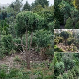 Ялівець китайський (Juniperus chinensis) "Stricta" ниваки /Н 160 см/ ком