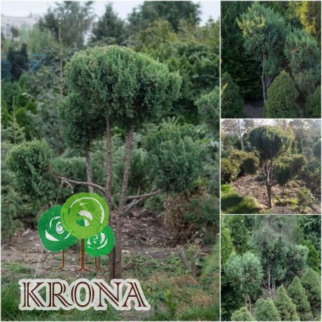 Саджанці купити Ялівець китайський (Juniperus chinensis) "Stricta" ниваки /Н 160 см/ ком