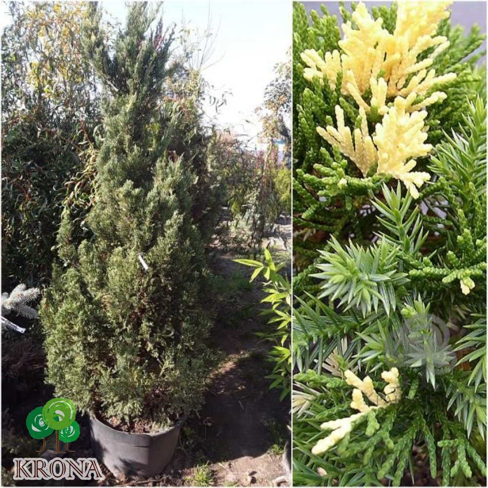 Саджанці купити Ялівець китайський (Juniperus chinensis) "Stricta Variegata" / H190-200 см / контейнер