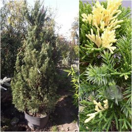 Ялівець китайський (Juniperus chinensis) "Stricta Variegata" / H190-200 см / контейнер