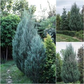 Ялівець скельний (Juniperus scopulorum) "Skyrocket" форм. / Н450 см+ / ком