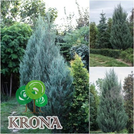 Саджанці купити Ялівець скельний (Juniperus scopulorum) "Skyrocket" форм. / Н450 см+ / ком