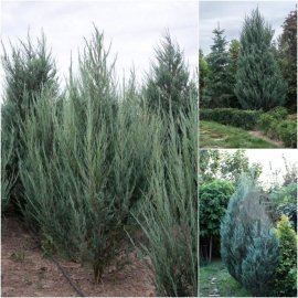 Ялівець скельний (Juniperus scopulorum) "Skyrocket"/H 250 см/кому
