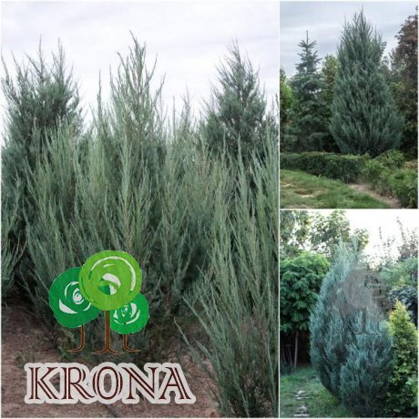 Саджанці купити Ялівець скельний (Juniperus scopulorum) "Skyrocket"/H 300 см/кому