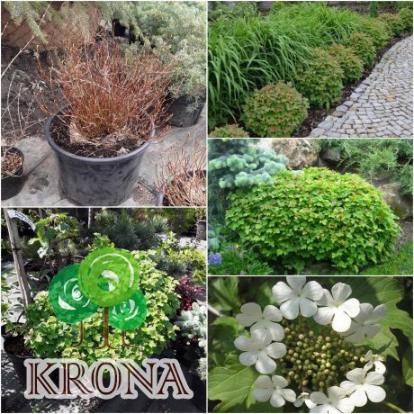 Саджанці купити Калина звичайна (Viburnum opulus) "Nanum"/D 70-80 см/контейнер C25 L