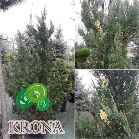 Саджанці купити Ялівець китайський (Juniperus chinensis) "Stricta Variegata" / H140 см+/ ком