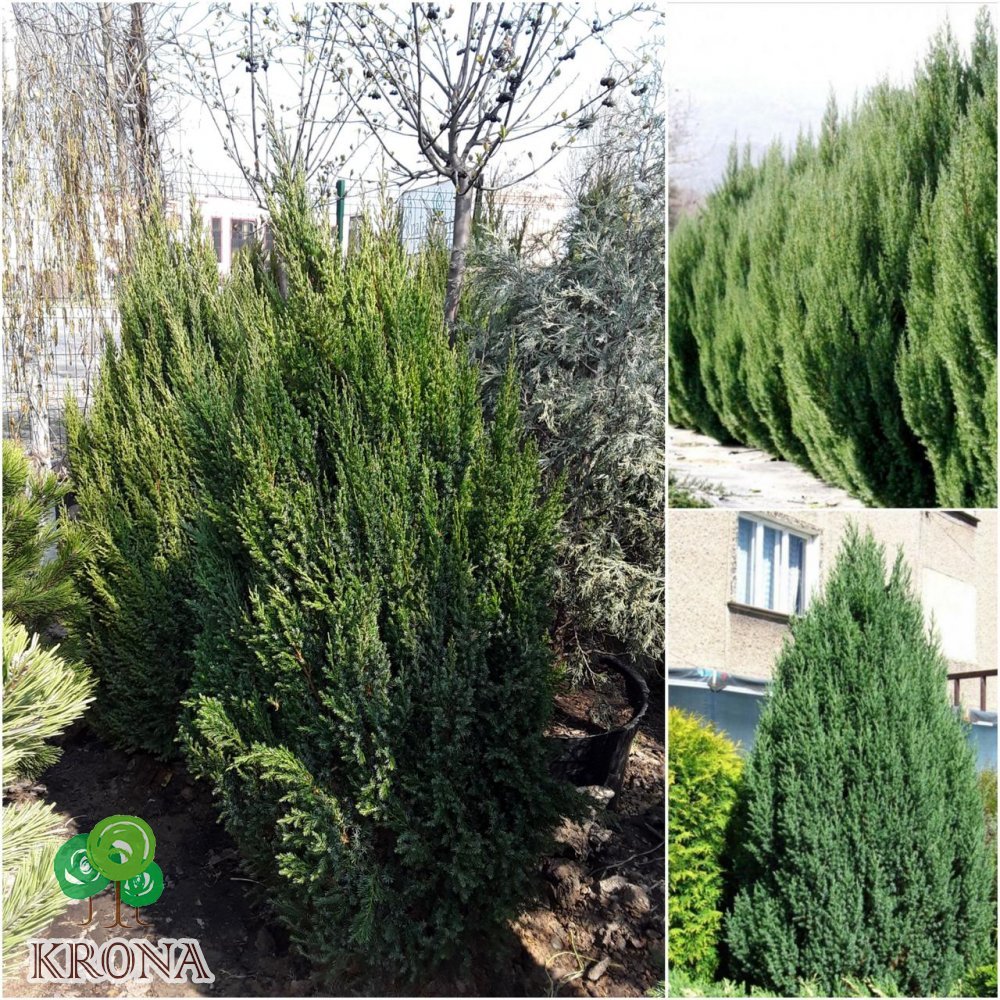 Саджанці купити Можжевельник китайский (Juniperus chinensis) "Stricta" /Н 140 см+/ ком 