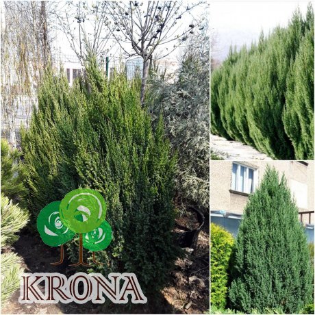 Саджанці купити Можжевельник китайский (Juniperus chinensis) "Stricta" /Н 140 см+/ ком 