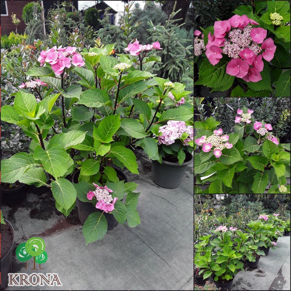 Саджанці купити Гортензія крупнолистова (Hydrangea macrophylla) "Zorro" / контейнер C7.5 L